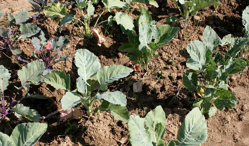 Layer Gardening – No Need To Dig!