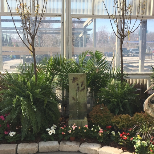 Ferns on display inside of a garden center.