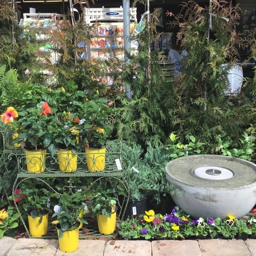 Flowers and ferns on display inside of a garden center.