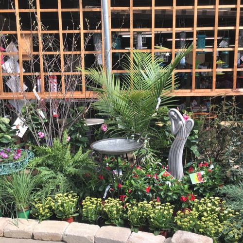 Flowers and ferns on display inside of a garden center.