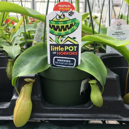 Tropical Pitchers on display inside of a garden center.
