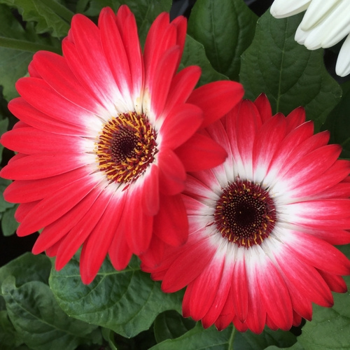 Flowers on display inside of a garden center.