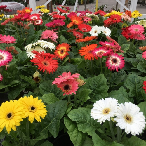 Flowers on display inside of a garden center.
