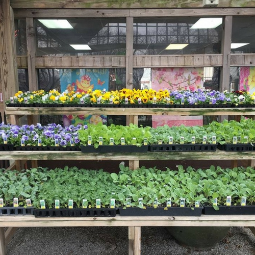Flowers on display inside of a garden center.