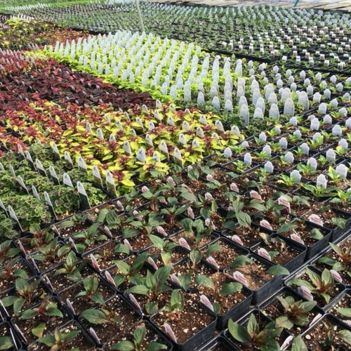 Live plants on display inside of a garden center.