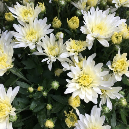 White mums