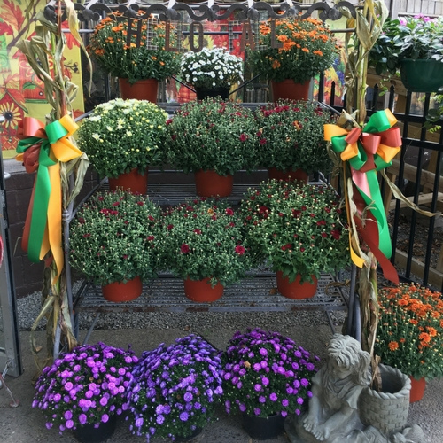 Flowers on display inside of a garden center.