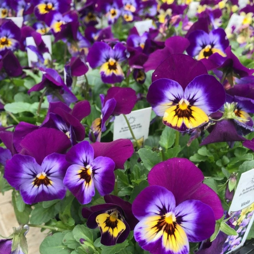Flowers on display inside of a garden center.