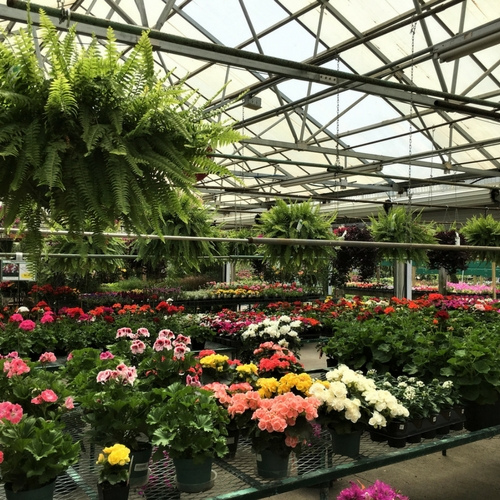 Flowers on display inside of a garden center.