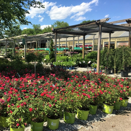 Flowers on display inside of a garden center.