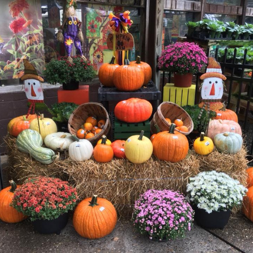 Fall flowers and pumpkins on display outside of Walnut Ridge.