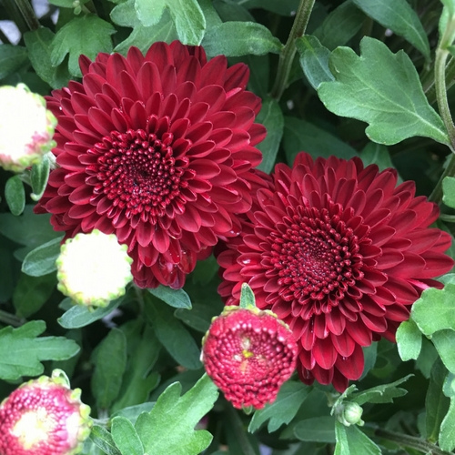 Red mums