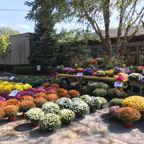 Fall flowers and pumpkins on display outside of Walnut Ridge.