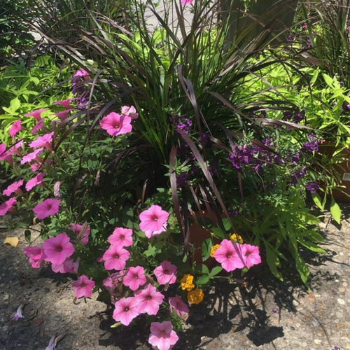 Pink flowers