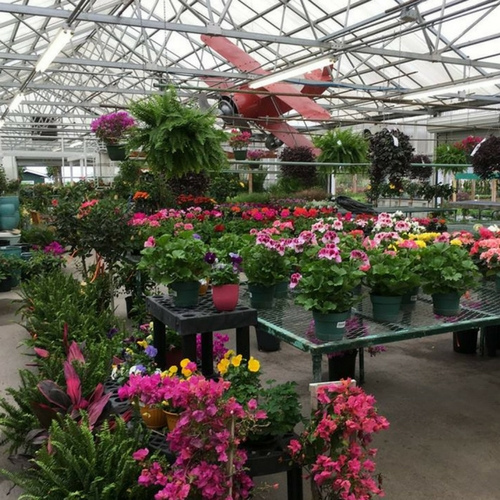 Flowers on display inside of a garden center.