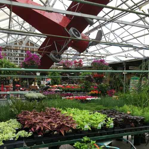 Flowers on display inside of a garden center.