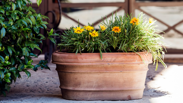 Yellow flowers in a large clay pot.