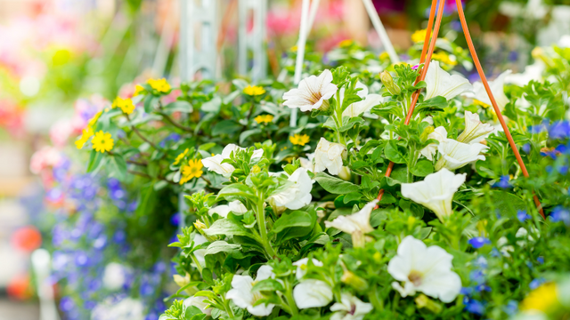 A close-up of hanging flower baskets.