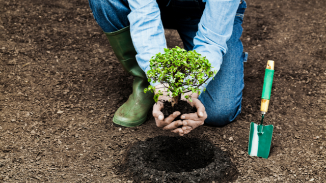 Hands holding a live plant, putting a plant into a dug hole.