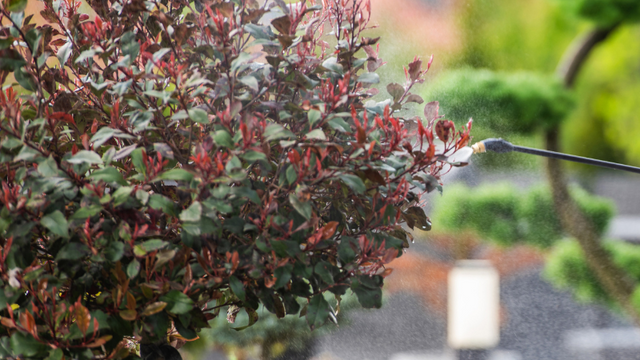Herbicides being sprayed onto a bush.