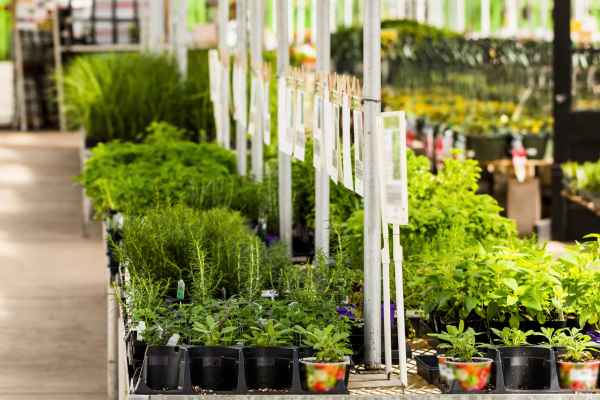 Plants at a garden center on display.